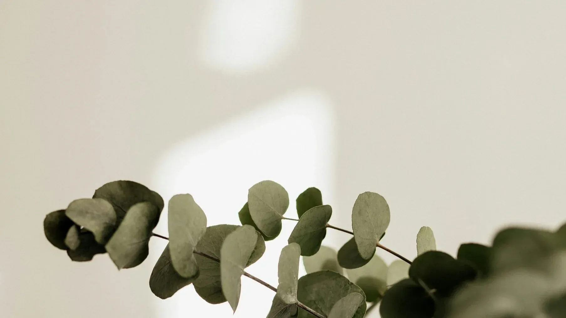 eucalyptus