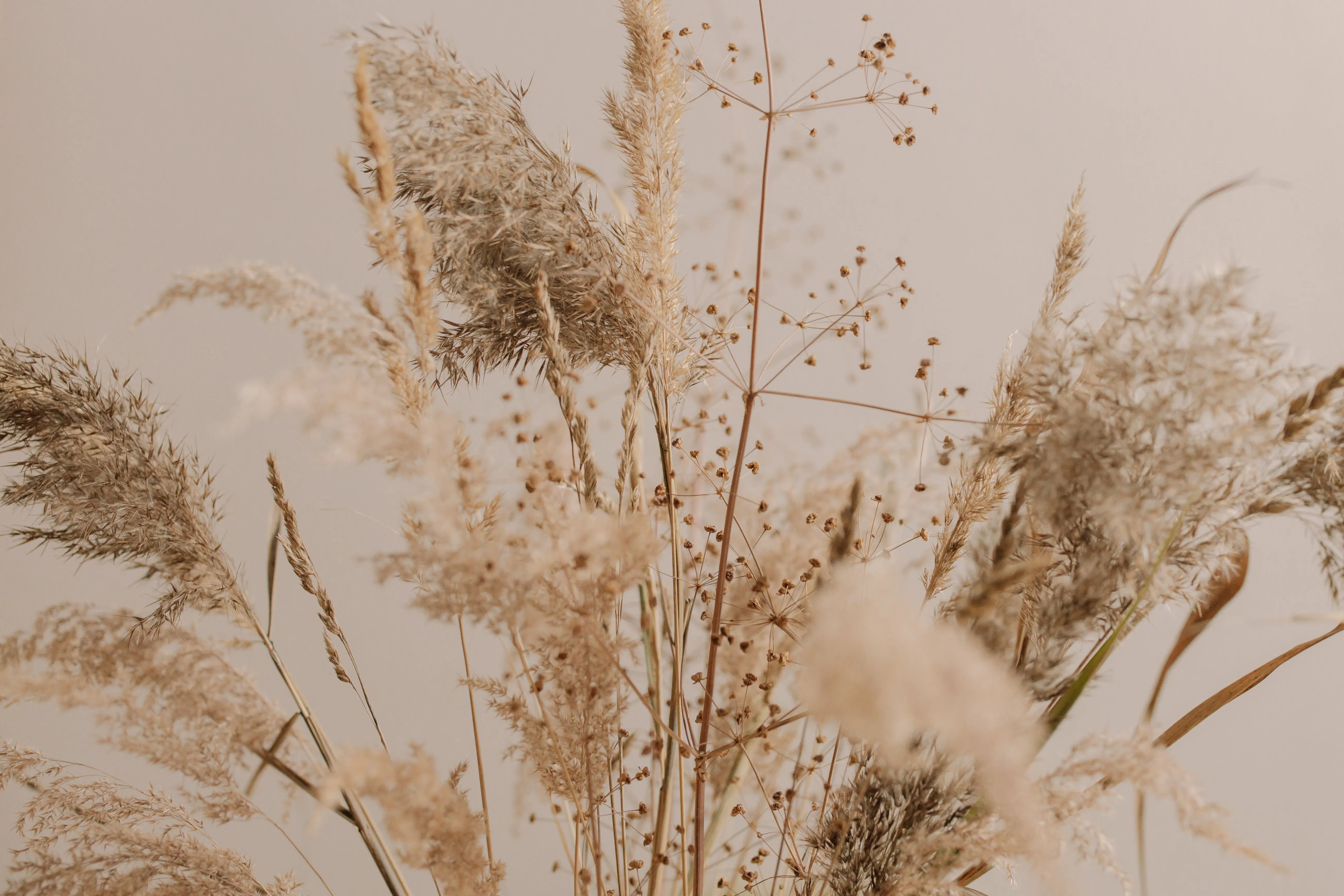 Bouquet d’herbes séchées aux tons beiges sur un fond grège